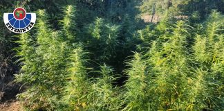 Desmantelados tres cultivos de marihuana en Álava