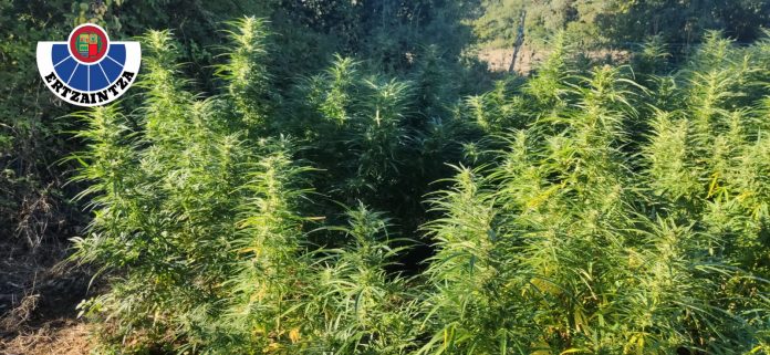 Desmantelados tres cultivos de marihuana en Álava