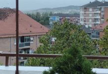 Plagas de estorninos en Vitoria Plagas de estorninos en Vitoria