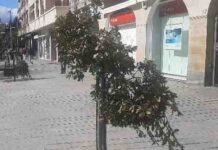 Gamberros nocturnos destrozan árboles en Vitoria