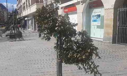 gamberros vitoria arboles