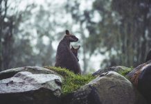 El Gobierno Vasco abre una nueva oficina en Australia