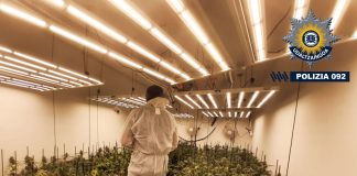 Vitoria: Desmantelado un pabellón con 380 plantas de marihuana