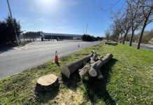 Operación "demoler" más árboles en Vitoria (fotos)