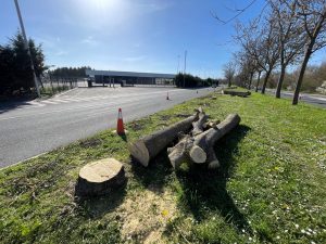 Operación "demoler" más árboles en Vitoria (fotos)