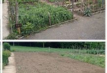 Vitoria destroza el huerto del fallecido ¡Indignación vecinal! Vitoria destroza el huerto del fallecido ¡Indignación vecinal!