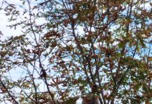 No es fácil retirar todos los nidos de avispas en Vitoria
