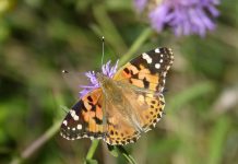 Llega a Álava, por primera vez, una mariposa procedente de América