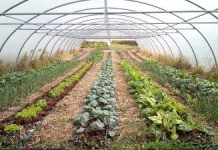 Venta en Vitoria de producto fresco, de temporada y ecológico