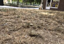 Así está la hierba en Vitoria