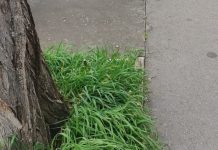 Los alcorques no está de huelga en Vitoria