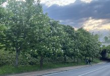 Las farolas de Vitoria piden auxilio Las farolas de Vitoria piden auxilio