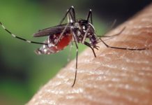 Comienza la vigilancia de mosquitos tigres en 15 municipios alaveses