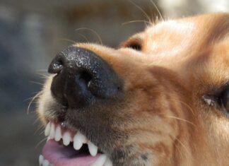 La Policía en Vitoria arrea ya con controles de perros sueltos Vitoria alerta de perros distintos a 12 razas potencialmente peligrosas