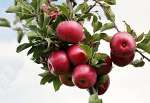3 millones de litros de sidra vasca Vitoria acogerá la primera planta fotovoltaica para manzanas de sidra