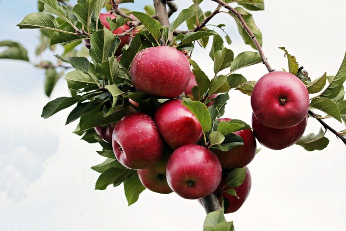 manzana-sidra-alava Vitoria acogerá la primera planta fotovoltaica para manzanas de sidra