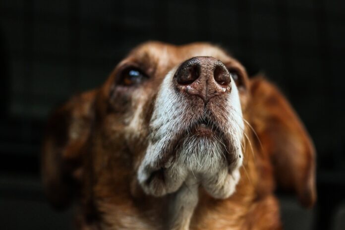 ¡Alerta! ¡Denuncian un perro israelí en Vitoria!