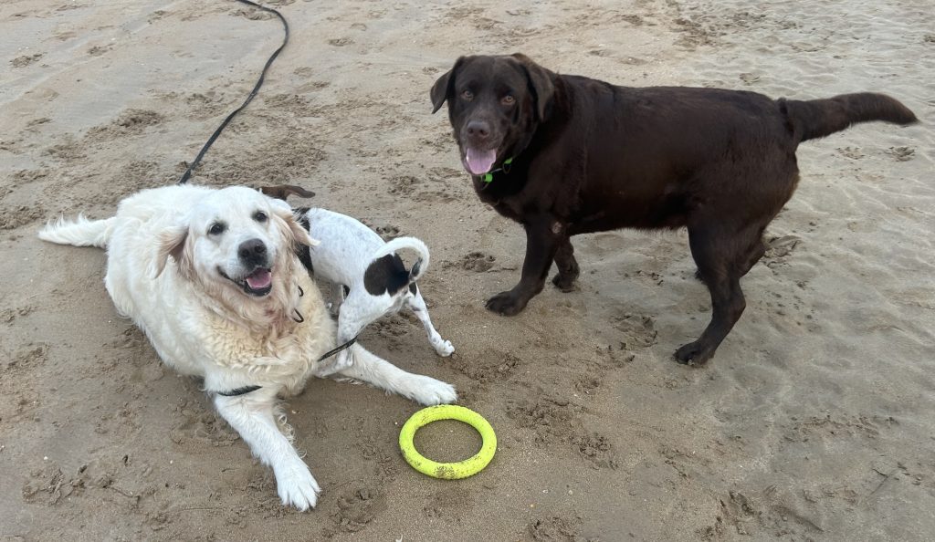 Sorteos y snacks gratis para mascotas en Vitoria