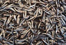 La anchoa juvenil abunda en el Golfo de Bizkaia