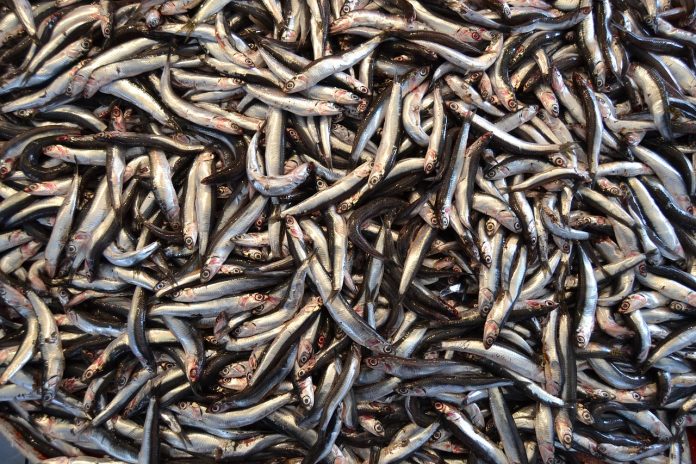 anchoa