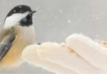 56 actividades con la naturaleza en Vitoria