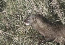 Análisis genético de pelo identifican visones de Álava Análisis genético de pelo identifican visones de Álava