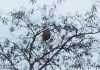Oleada de avisperos gigantes en Vitoria Oleada de avisperos gigantes a Vitoria