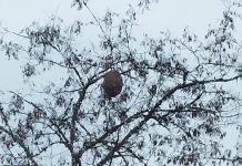 El fenómeno de nidos de avispas en Vitoria ¿Qué cambia ahora? Nidos de avispas en Vitoria ¿Qué ha cambiado ahora?