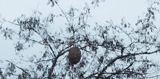 Oleada de avisperos gigantes a Vitoria Oleada de avisperos gigantes a Vitoria