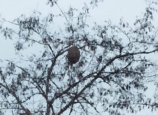 Oleada de avisperos gigantes a Vitoria Oleada de avisperos gigantes a Vitoria
