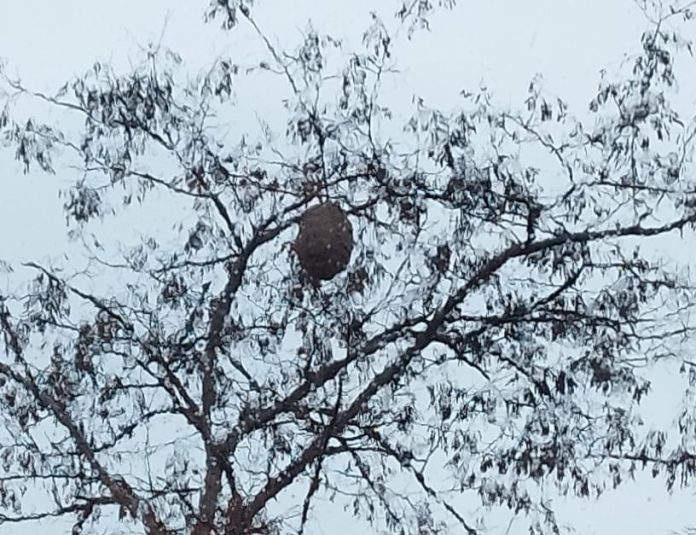 Oleada de avisperos gigantes a Vitoria