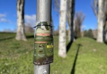 Alerta en Vitoria: Peligros para mascotas en parques y jardines Alerta en Vitoria: Peligros para mascotas en parques y jardines