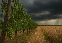 Las tormentas se ceban con virulencia en 4 cultivos de Álava Las tormentas se ceban con virulencia en 4 cultivos de Álava