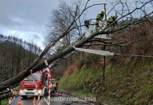 Un árbol corta el tren en Álava Un árbol corta el tren en Álava