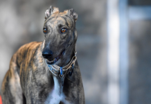 A tiros con un galgo junto a Vitoria A tiros con un galgo en Vitoria