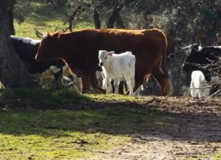 Trabajadores alaveses evitan una tragedia con animales