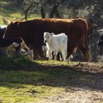vacas