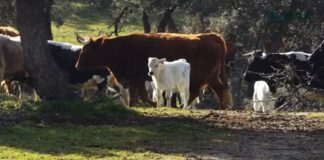 Anuncian sacrificios de animales en Álava Anuncian sacrificios de animales en Álava
