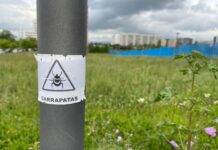 Vitoria va a la caza de garrapatas Reaparecen garrapatas en Vitoria ¡Alerta con perros y niños!