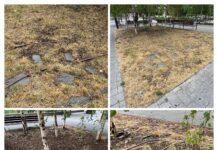 Vitoria no localiza la fuga y manda camiones para salvar árboles Vitoria no localiza la fuga y manda camiones cisterna para salvar árboles