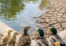 Patos mareados en Vitoria Patos confundidos en Vitoria ¿Chapuzón o paseo en el desierto?