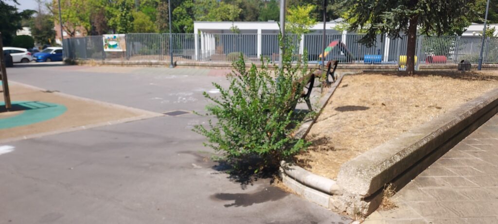 El mundo al revés en Vitoria: Aceras con plantas, jardines secos