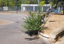 El mundo al revés en Vitoria: Aceras con plantas, jardines secos El mundo al revés en Vitoria: Aceras con plantas, jardines secos