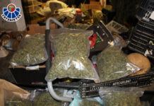 Suman 27 intervenciones policiales ¡Cultivo de marihuana!