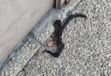 Inmortal cáscara de plátano en Vitoria