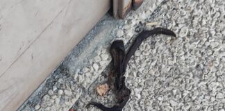 Inmortal cáscara de plátano en Vitoria