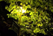Guerra de árboles contra farolas en Vitoria ¡Se las tragan!