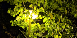 Guerra de árboles contra farolas en Vitoria ¡Se las tragan!