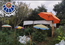 Varias fincas rurales con marihuana