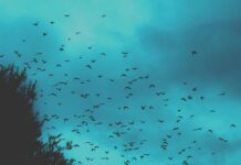 El martirio de pájaros ‘infernales’ en Vitoria